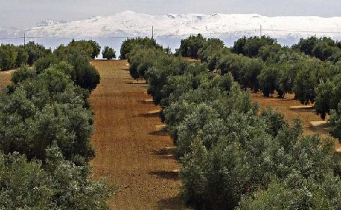 Un oliveto intensivo è più redditizio di un oliveto superintensivo