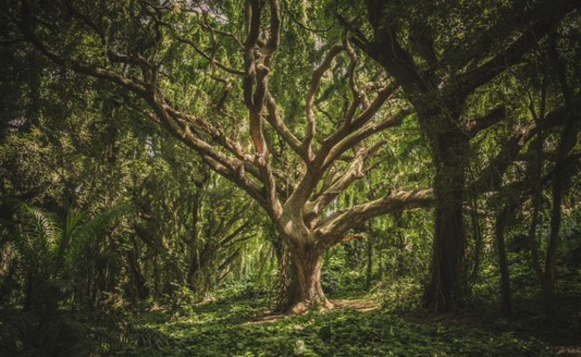 Non dimenticare il ruolo fondamentale degli alberi