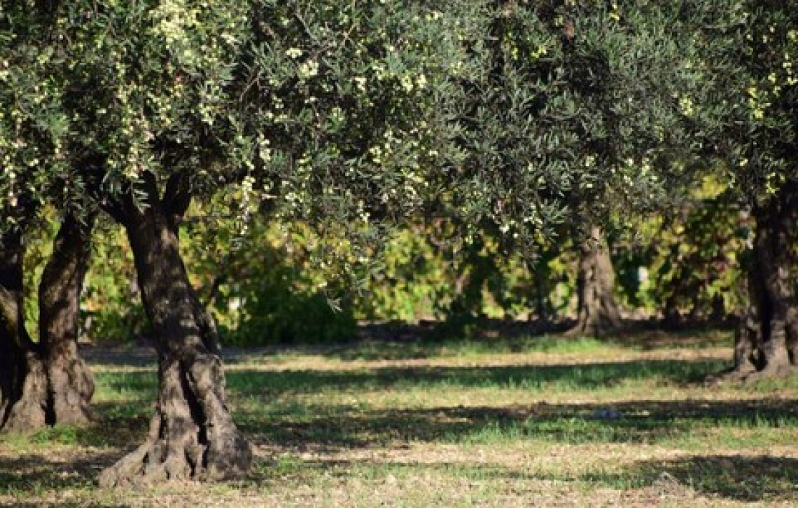 L’effetto di deficit idrico primaverile e potatura sulla produttività dell’olivo