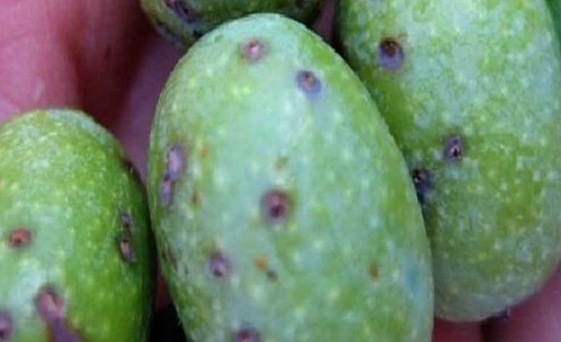 I moscerini e gli insetti galligeni che danneggiano le olive