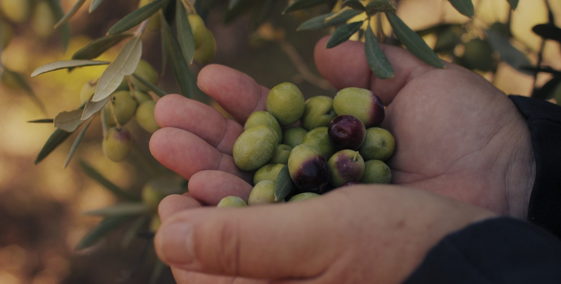 Uno spot a sostegno del comparto olivicolo italiano