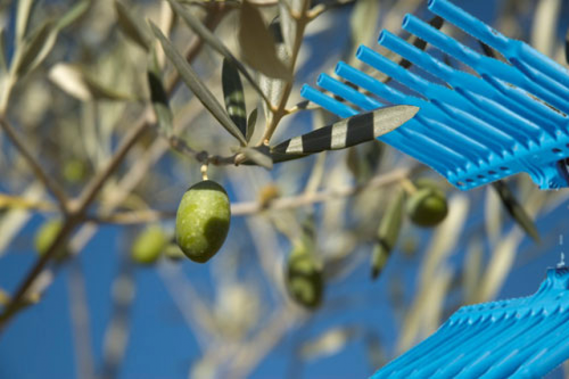 Entro quanto tempo si possono raccogliere le olive infestate da Bactrocera oleae?