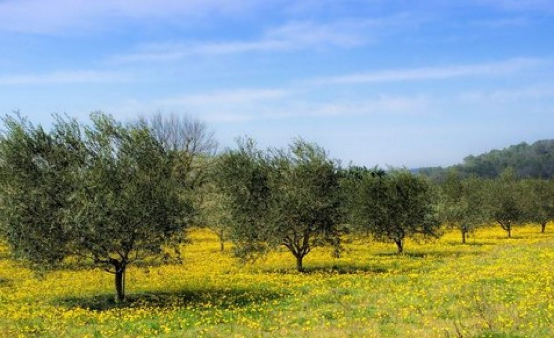 La fertilizzazione fogliare con azoto e zolfo può modulare le caratteristiche organolettiche dell’olio extra vergine di oliva