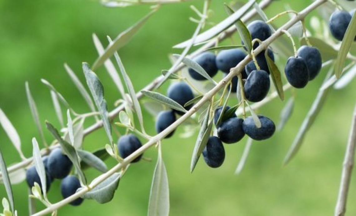 L&rsquo;effetto delle fertilizzazioni organica e minerale in diversi tipi di suoli olivetati