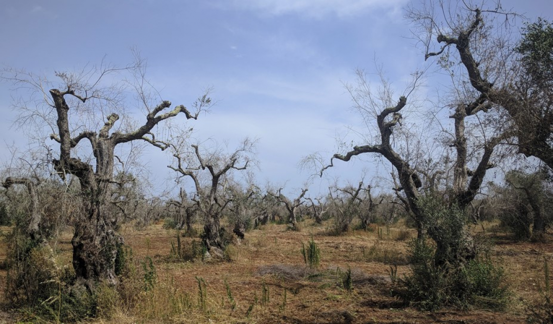 L’effetto della potatura dell’olivo sull’infezione da Xylella fastidiosa