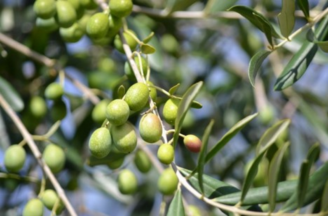 Una stima delle asportazioni di elementi minerali nell’oliveto per raccolta olive e potatura: non sbagliare la concimazione