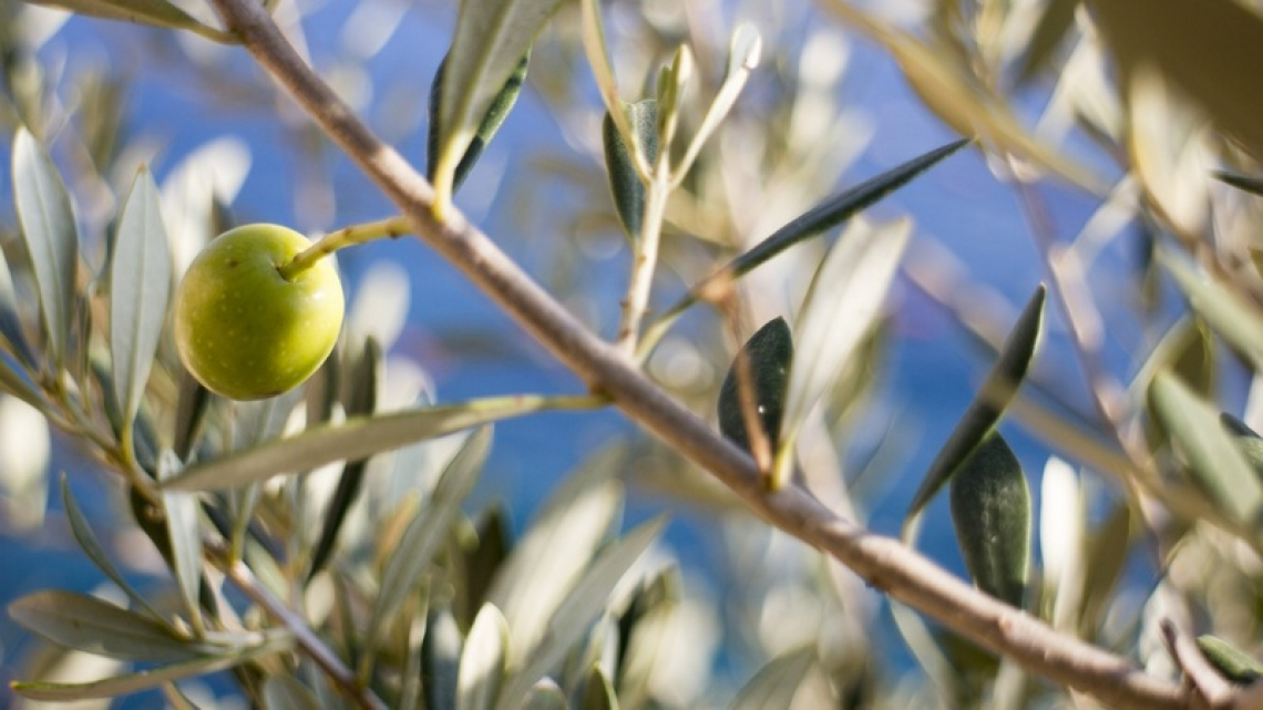 Un nuovo inizio per la Scuola dell'Olio di Vinci