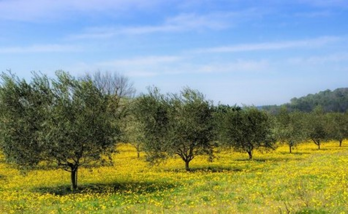Quale è il migliore inerbimento per l’oliveto?