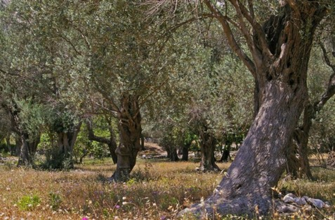 L'influenza del periodo e della severità della potatura sulla crescita degli olivi e sulla qualità dei frutti