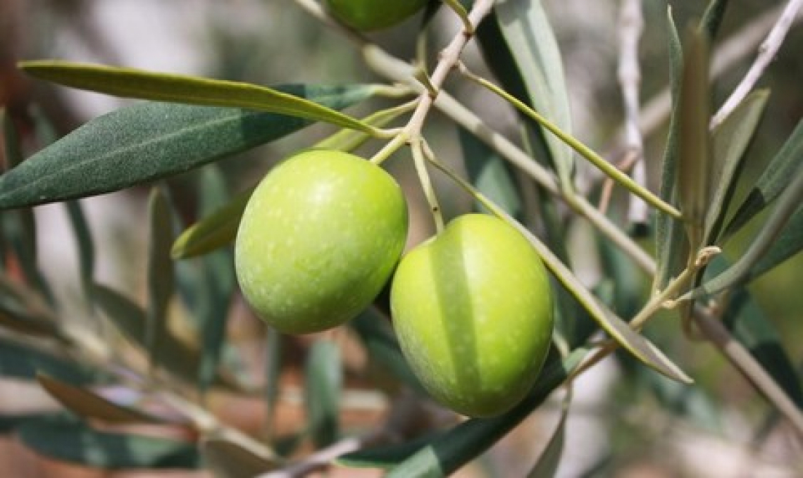 L’importanza della luce per la produttività dell’olivo