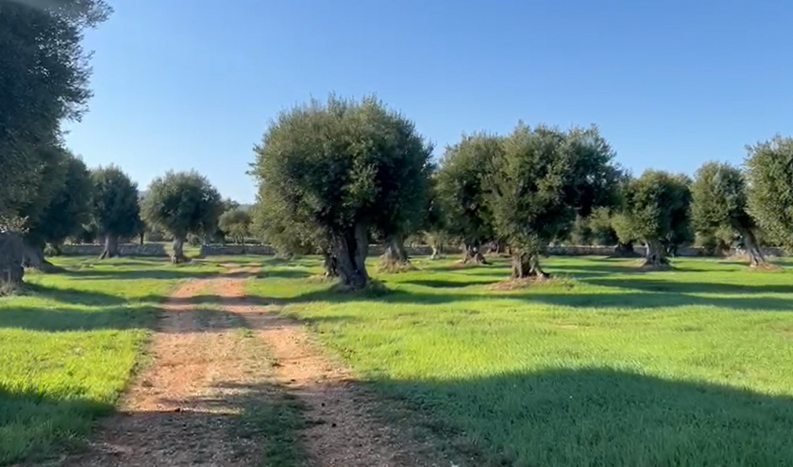 Il concime a lento rilascio e la produttività dell’olivo