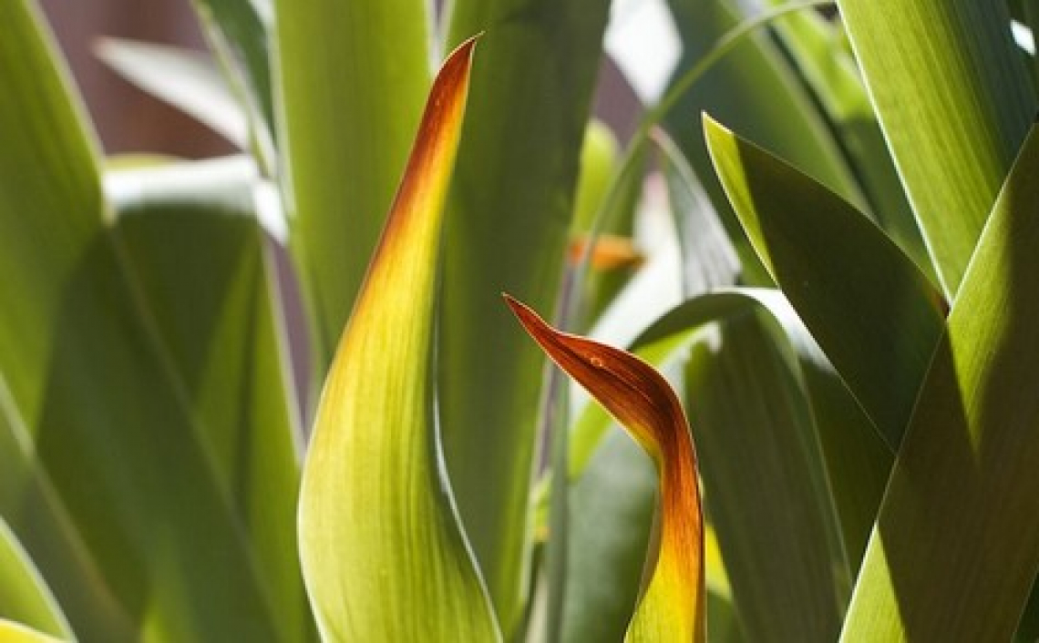 Ecco come le piante misurano la risposta agli stress