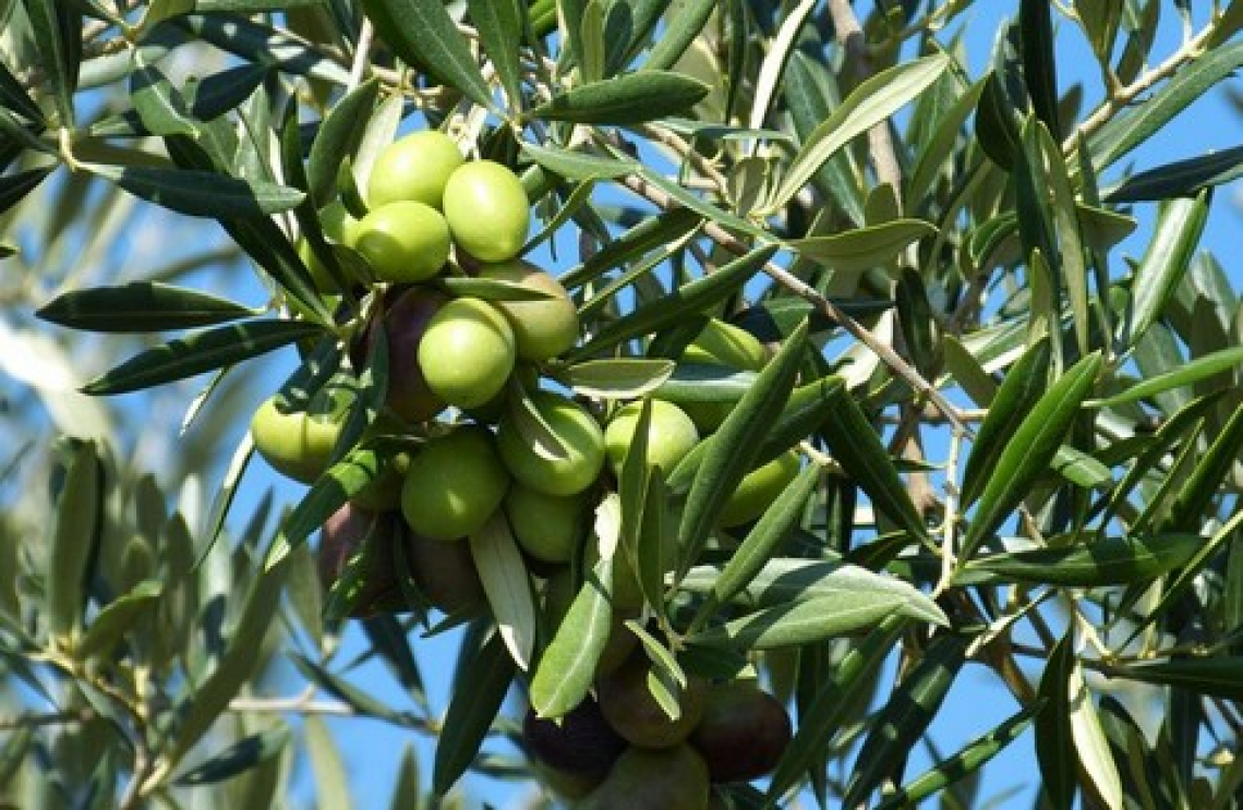 Acido ascorbico, acido citrico e fosforo per migliorare la produttività degli olivi in suoli calcarei