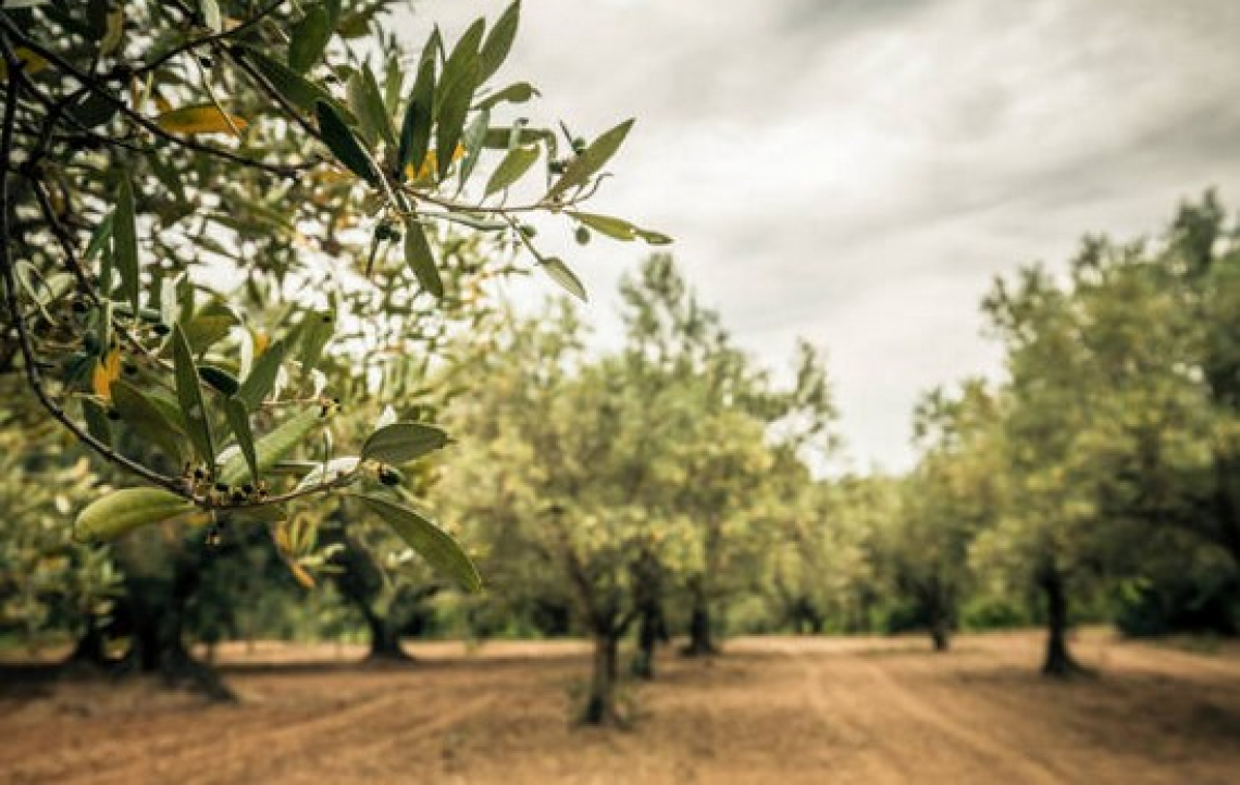 Attenzione alla concimazione azotata in aree soggette a verticilliosi dell’olivo