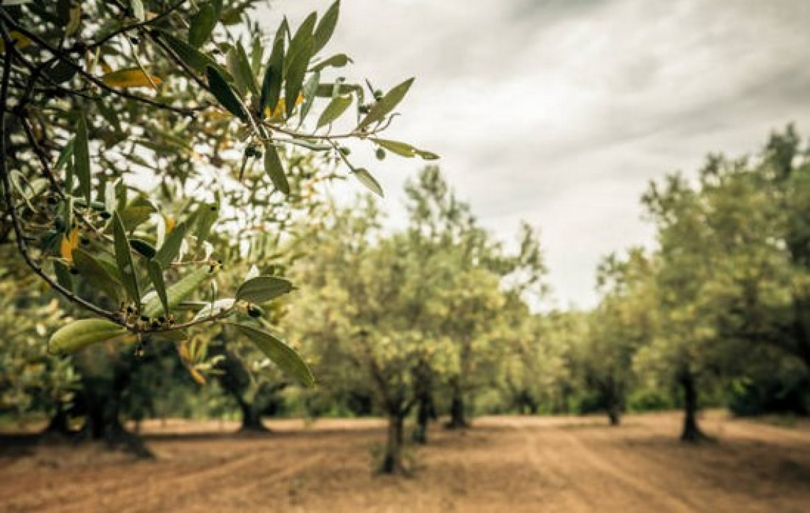 Attenzione alla concimazione azotata in aree soggette a verticilliosi dell’olivo