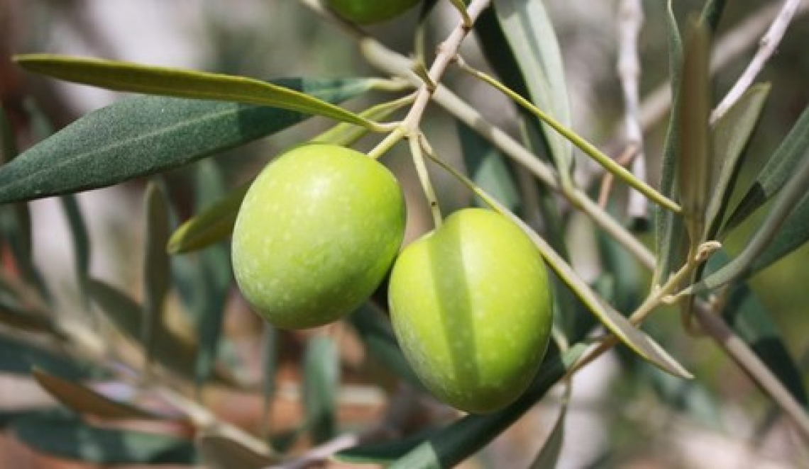 La produzione di olio di oliva italiano a dicembre ferma a 30 mila tonnellate