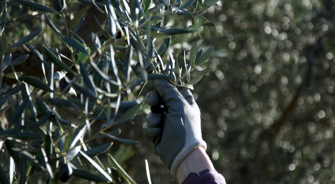 Negli oliveti pugliesi vanno in campo le tecniche innovative di potatura