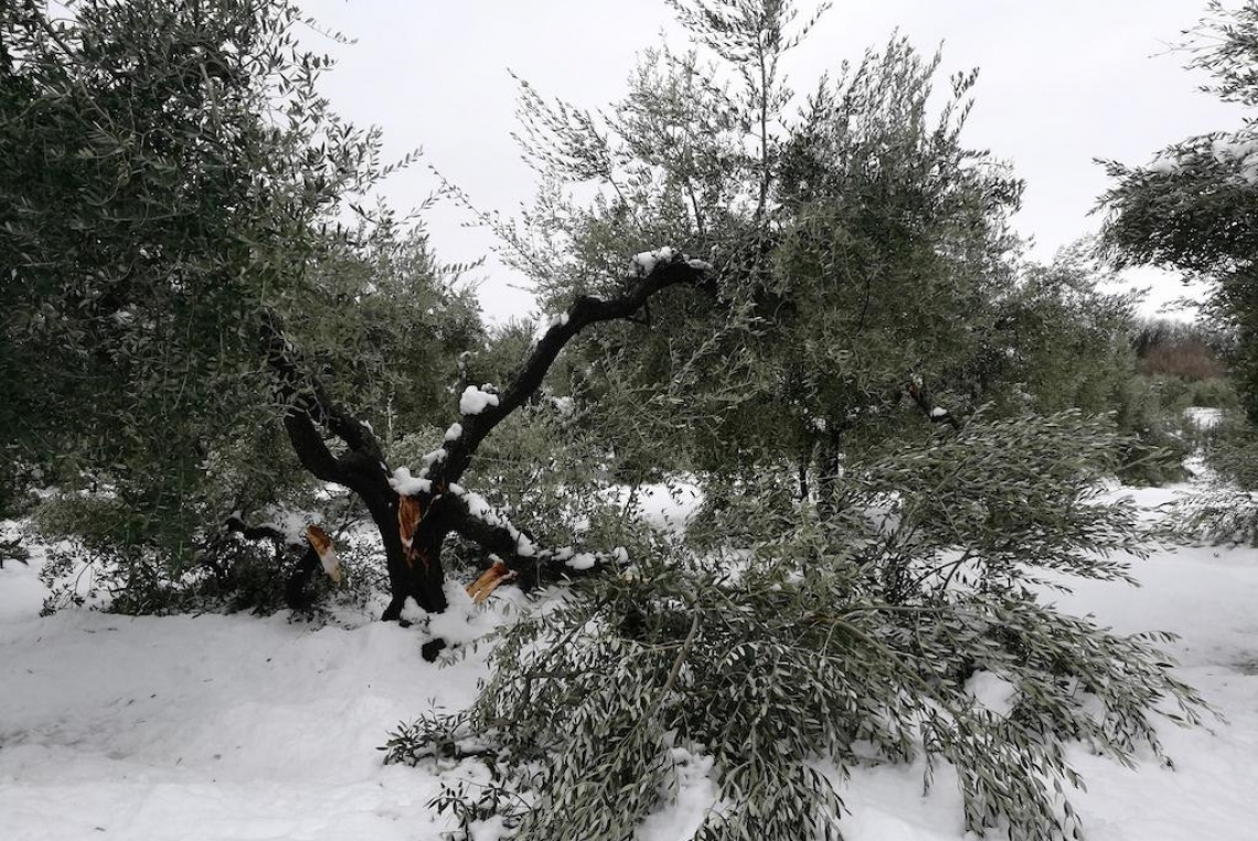 I danni da freddo sull’olivo e i trattamenti per aumentare la resistenza al gelo