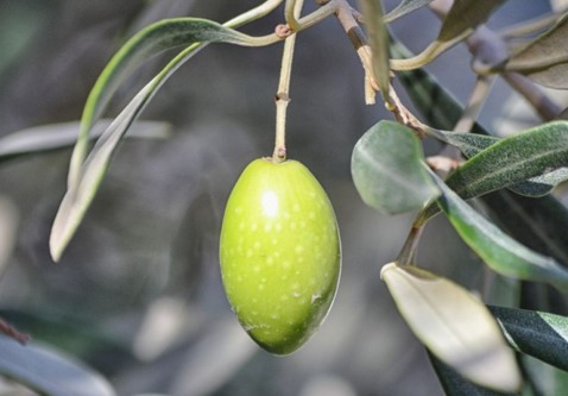 Azoto per la produttività dell'olivo e potassio per la stabilità ossidativa dell'olio extra vergine di oliva
