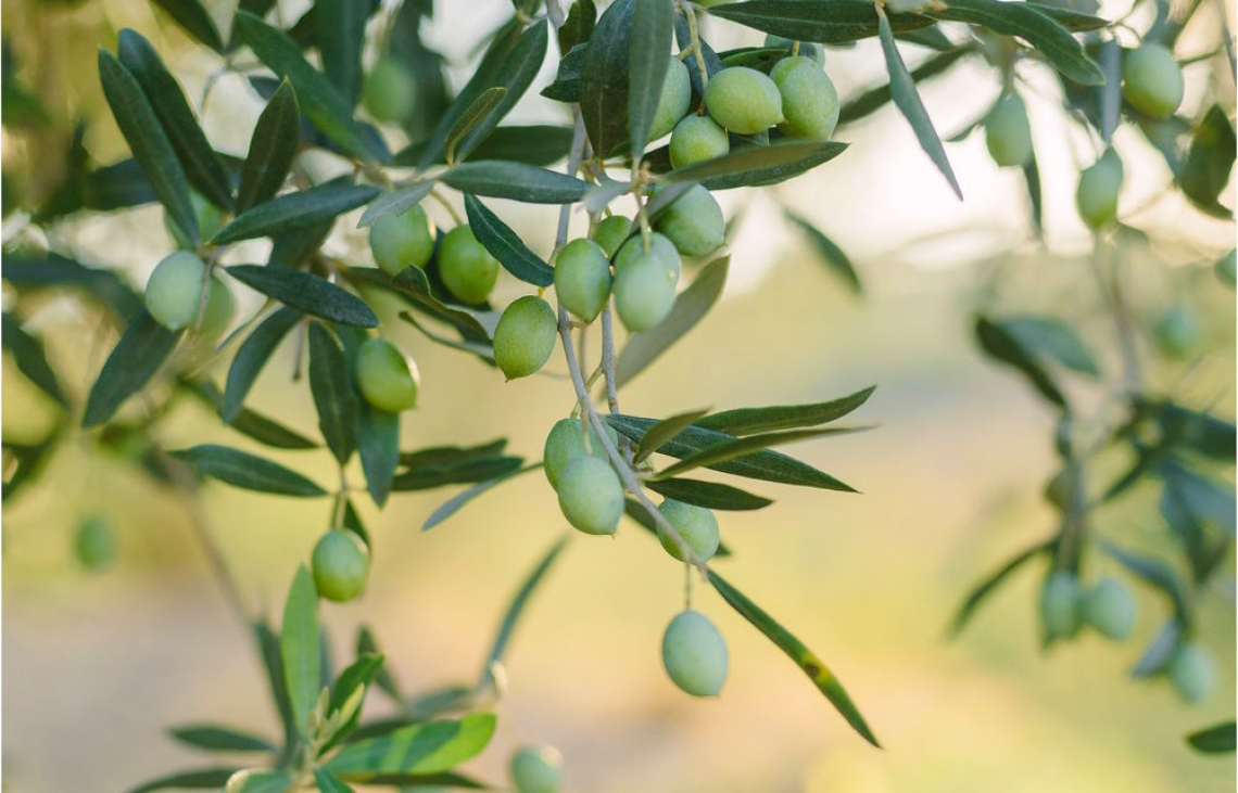 Steroli degli oli di oliva: olivicoltori nel limbo per due anni
