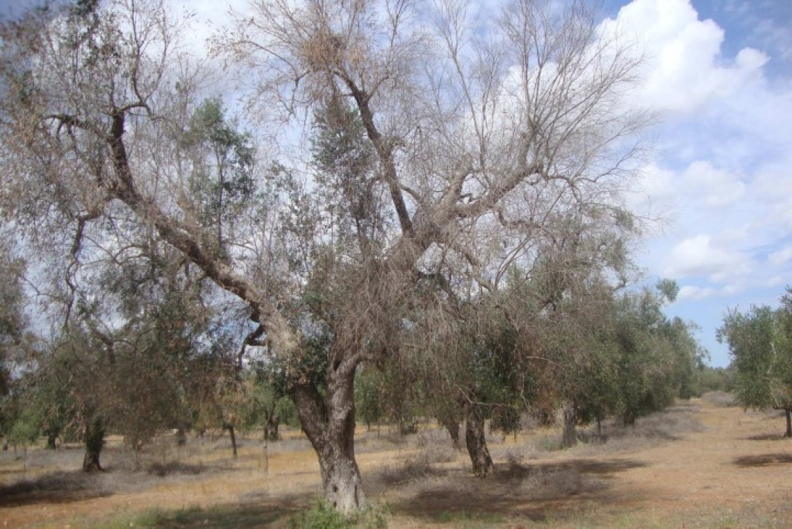 L’analisi di immagini ad alta risoluzione per valutare l’efficacia ei trattamenti contro Xylella fastidiosa