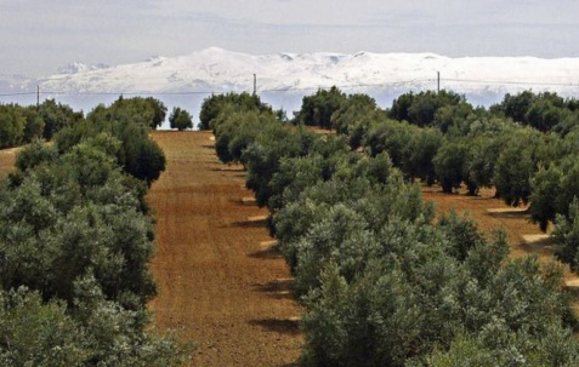 Olivicoltura di precisione per risparmiare il 30% di fertilizzanti azotati nell’oliveto