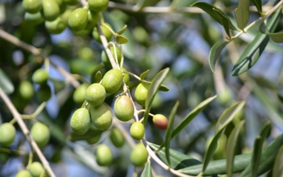 Lavori in corso per un’unica Interprofessione dell’olio di oliva