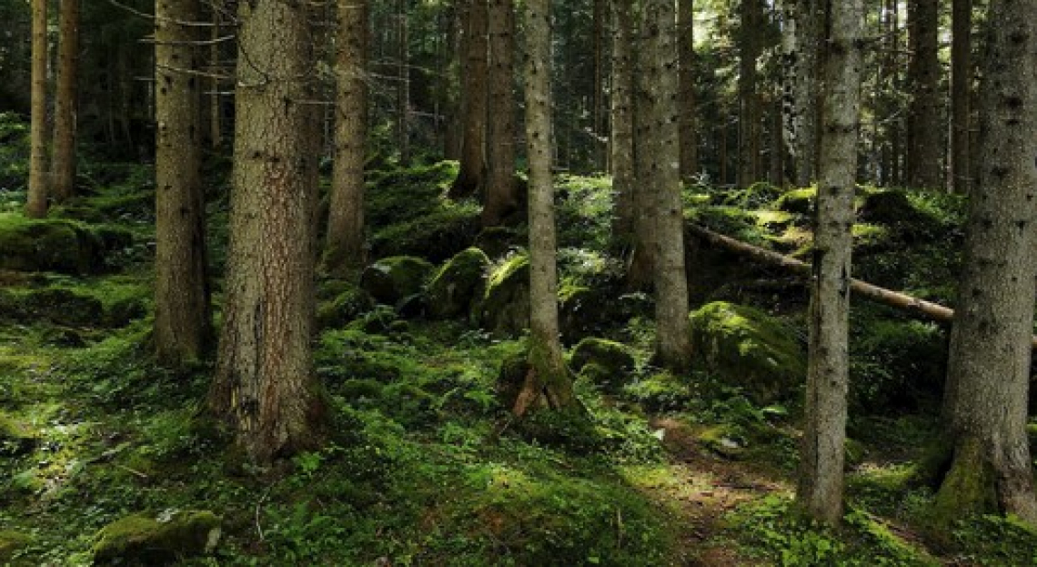 L'utilizzo dei residui forestali per la bioenergia è un bene per l'ambiente