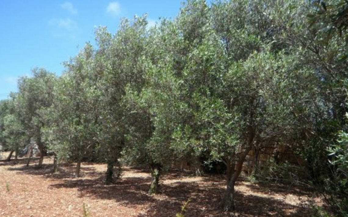 Un terzo dell’olivicoltura spagnola è irrigua