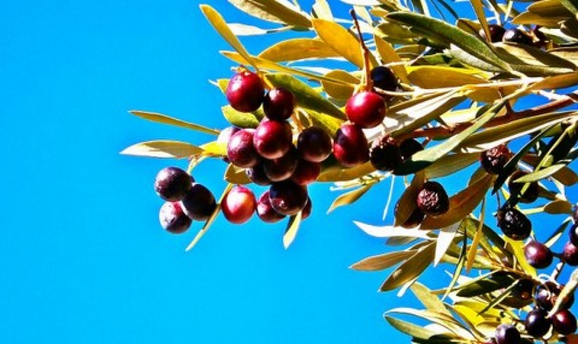 Tavolo olivicolo: aumentare la produzione e la competitività del settore olivicolo