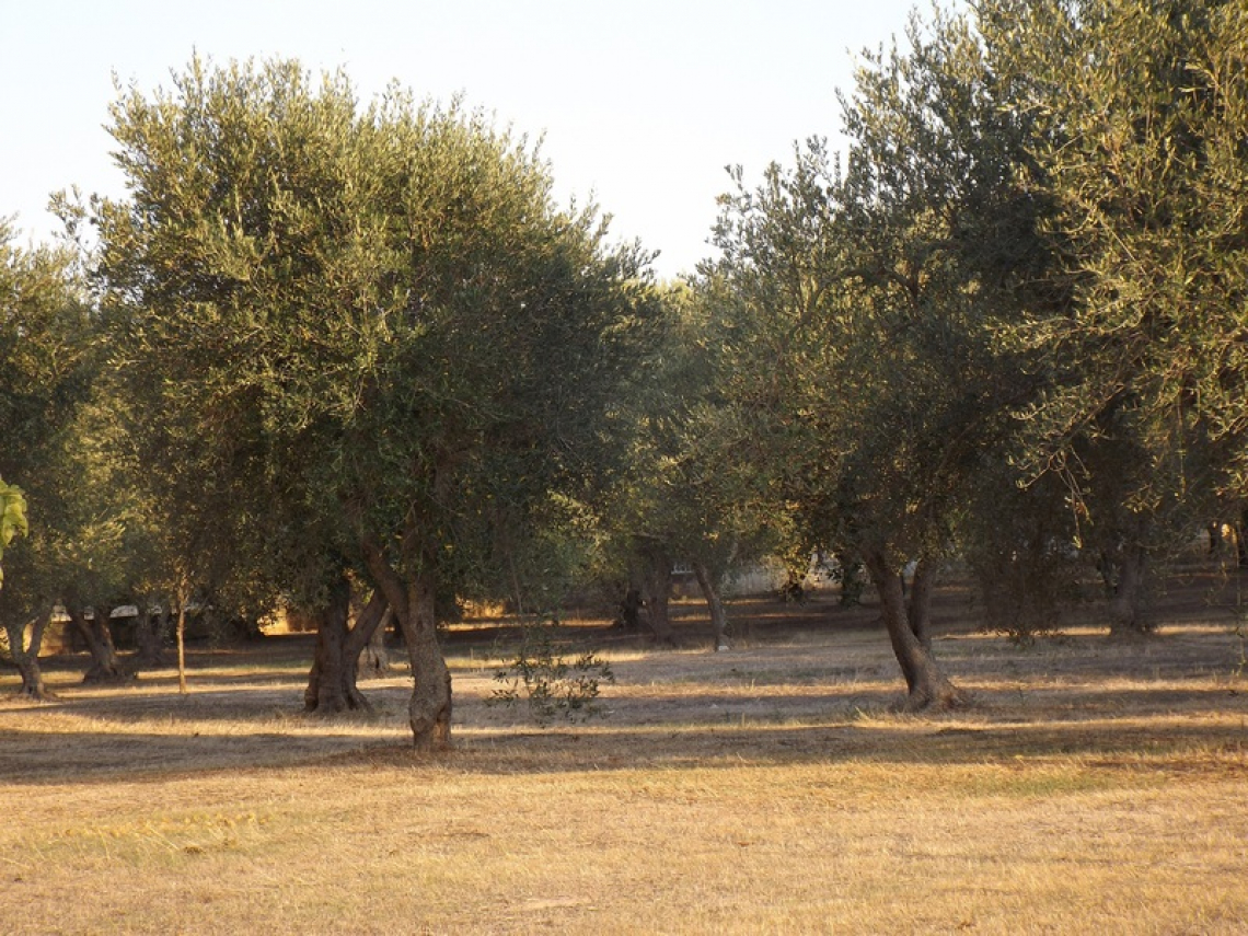 La fertilizzazione dell’olivo in base alle asportazioni di nutrienti per potatura e raccolta