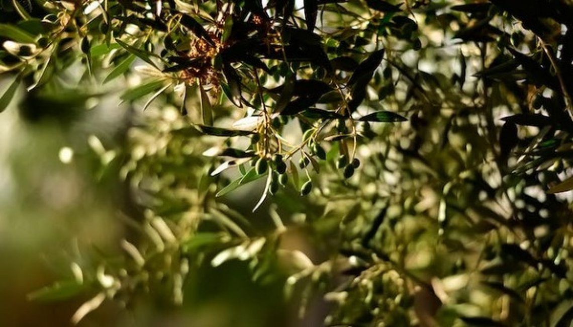 Bassa produzione di olive e prezzi alle stelle per l’olio di oliva