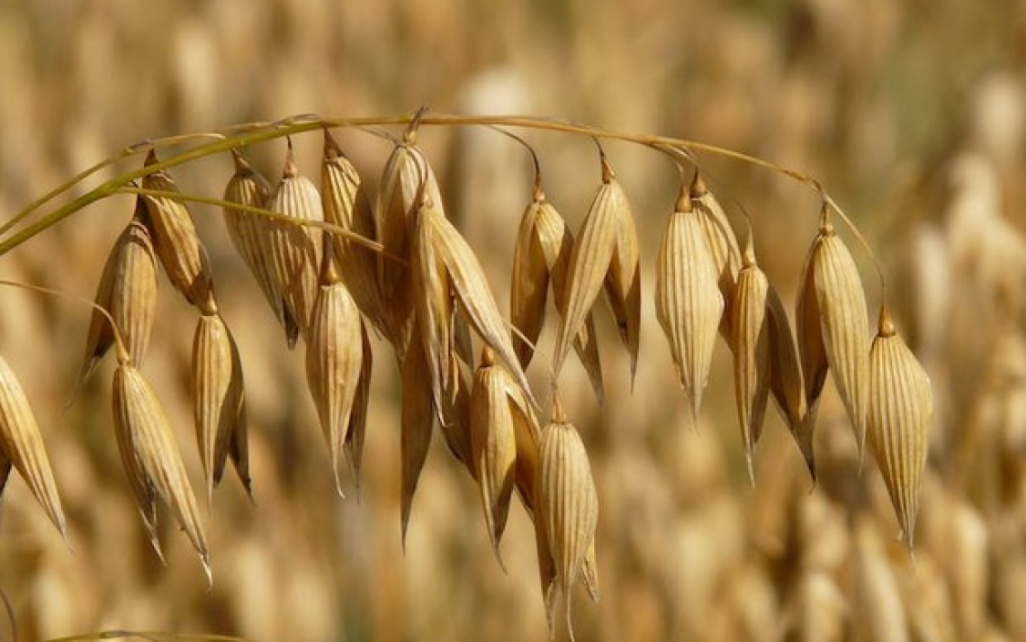 Il grano ucraino fa infuriare gli agricoltori europei