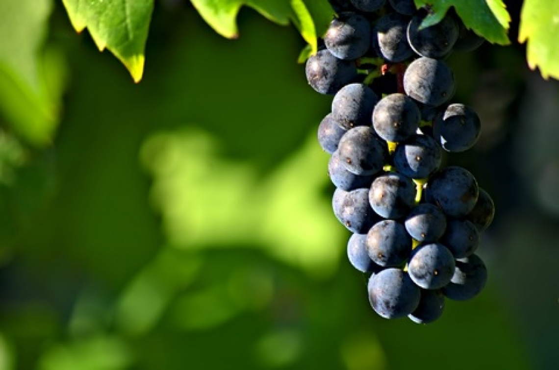 Migliorare l’evoluzione in bottiglia dei vini rossi ottenuti in climi caldi