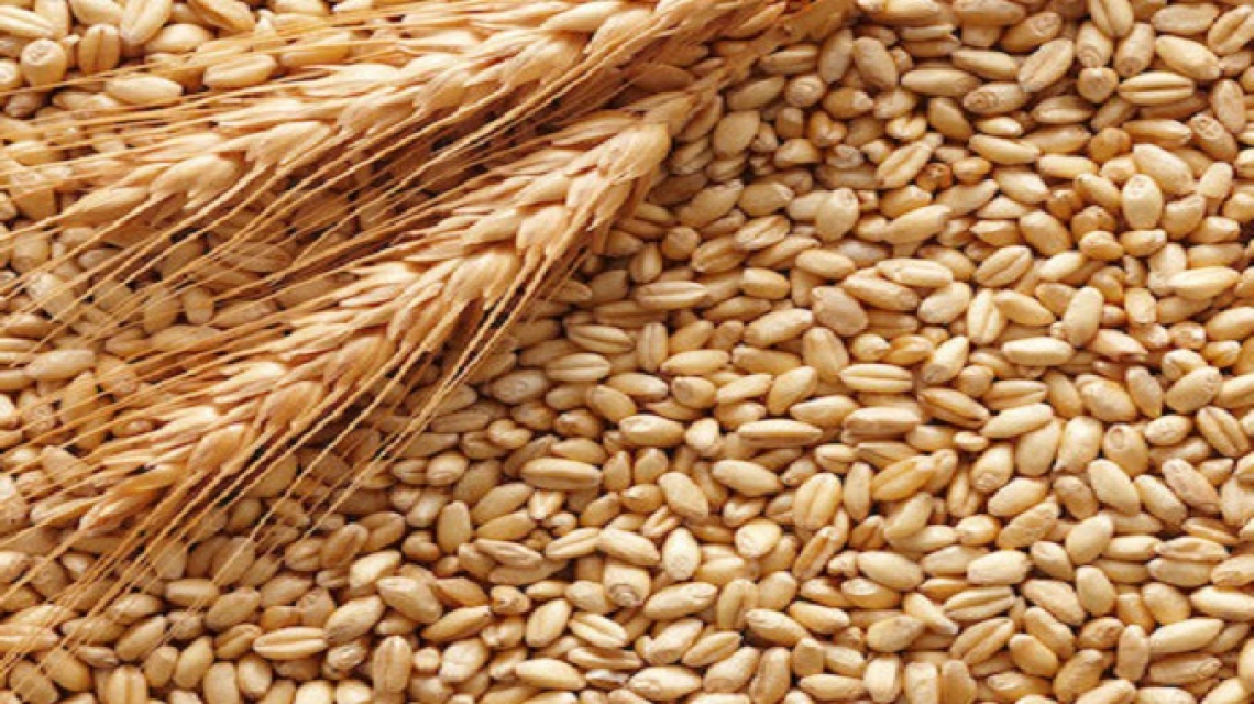 Nuovo calo del prezzo del grano italiano: - 15 euro/tonnellata