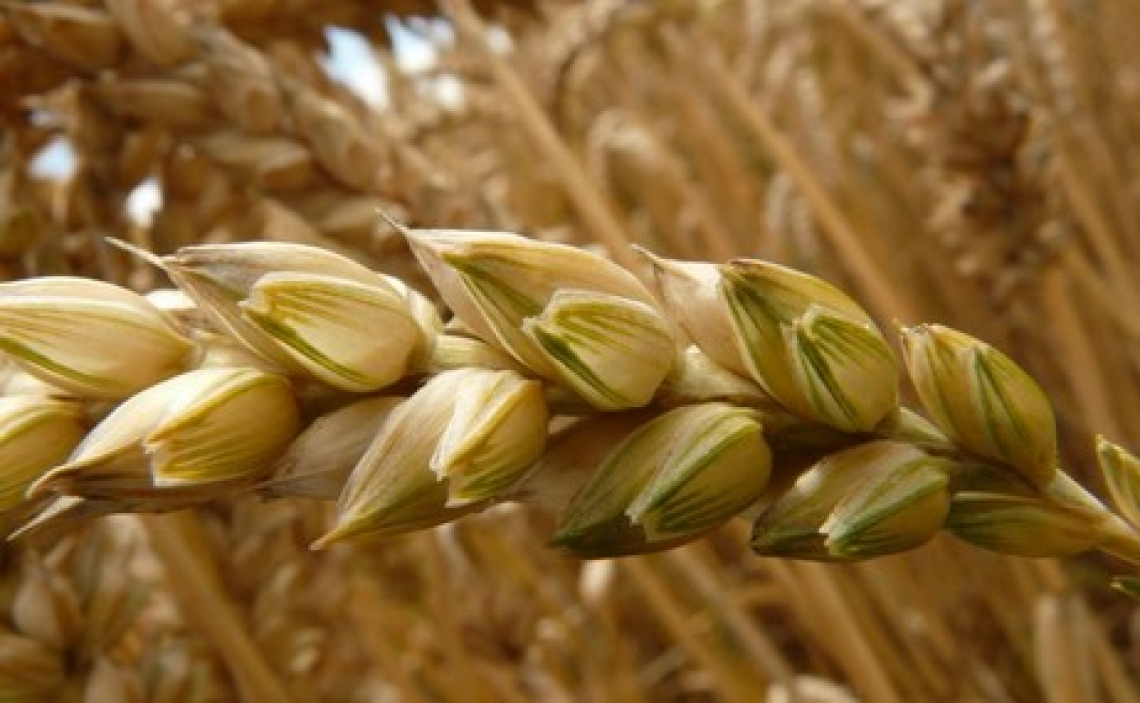 Ristori agli agricoltori dopo le importazioni di grano dall'Ucraina