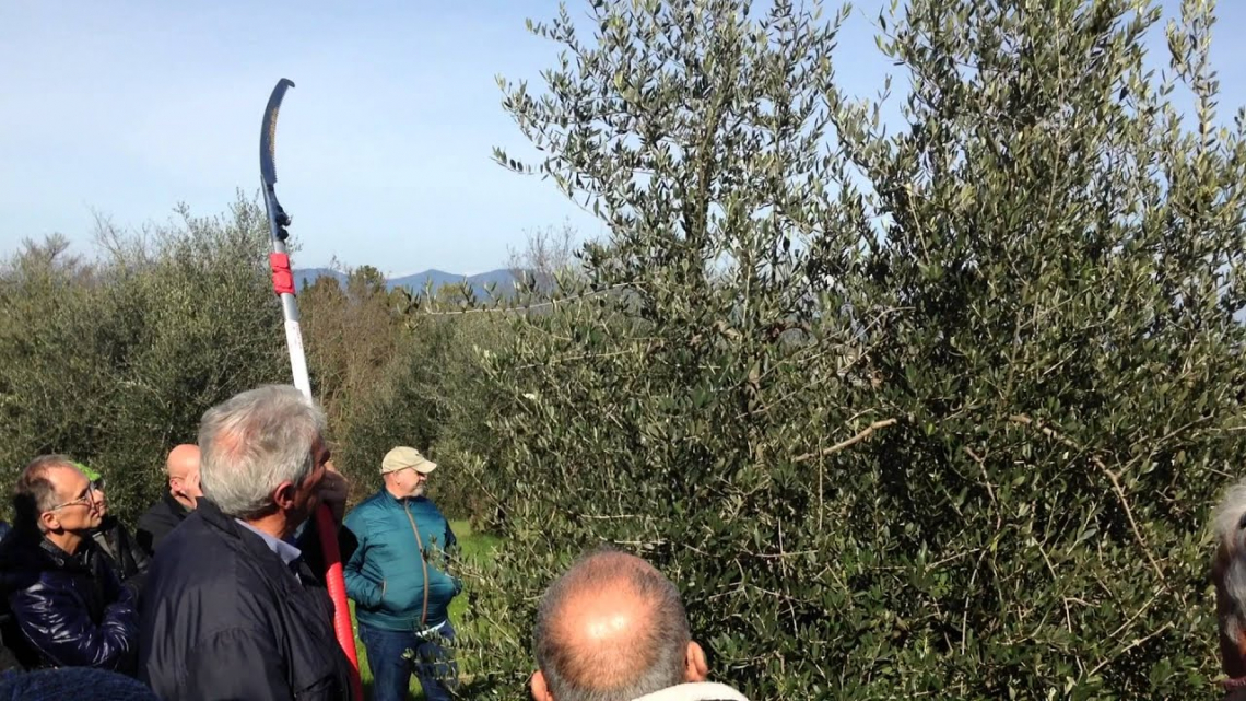 Forbici d’oro: torna il Campionato Nazionale di potatura dell’olivo a vaso policonico