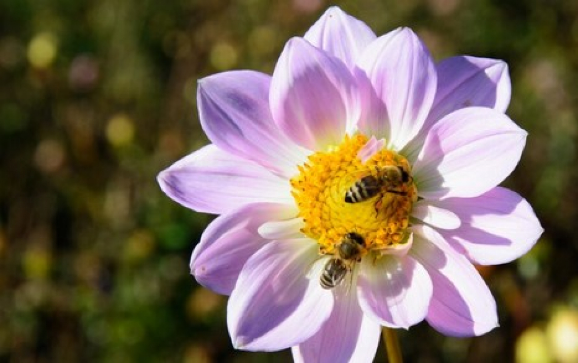 Il valore delle api e la tutela della biodiversità