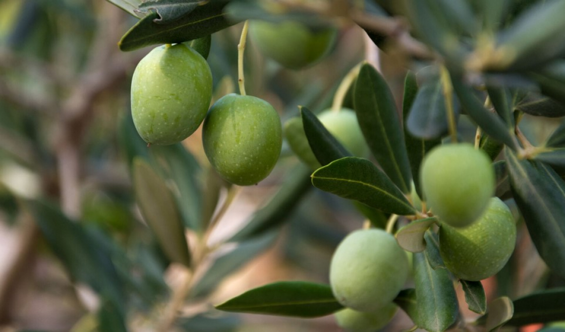 Il metodo FAO per calcolare il fabbisogno idrico dell’olivo è insufficiente