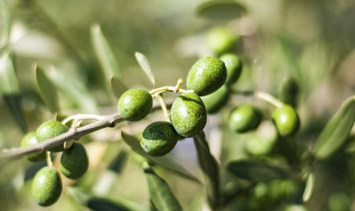 Quanto del concime dato al terreno arriva all’olivo?