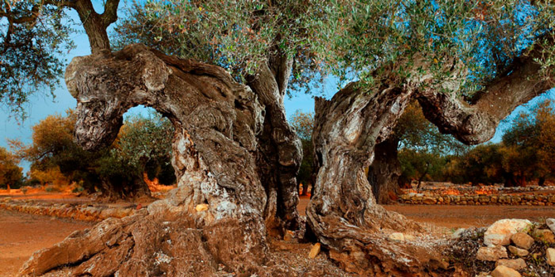 Un altro territorio olivicolo viene protetto dalla Fao