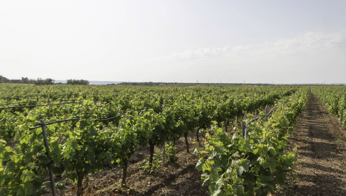 Vigneti devono fare i conti con aumenti di temperatura