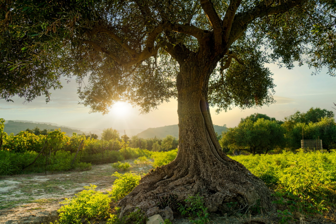 Diminuisce la superficie irrigua dell'oliveto spagnolo