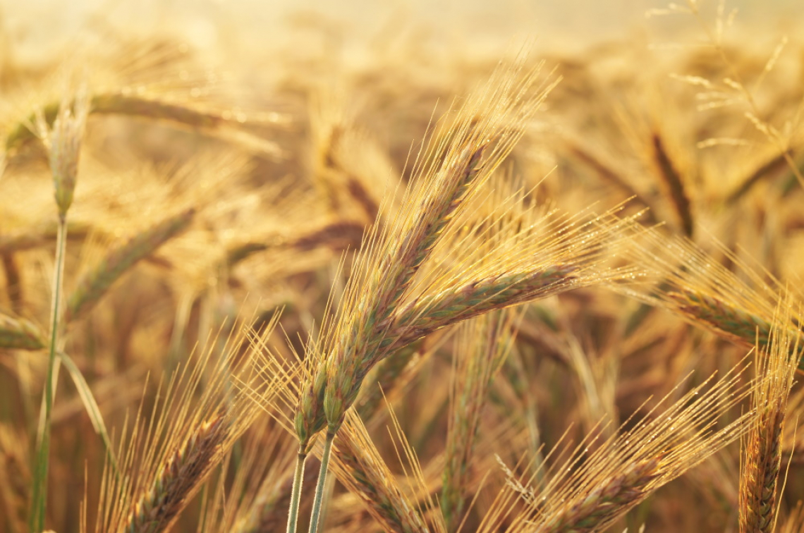 Le piogge di maggio e giugno riducono del 30% la produzione cerealicola pugliese