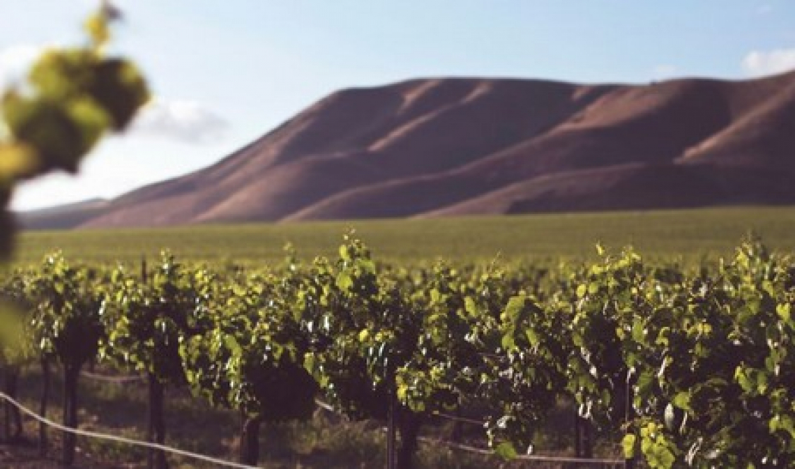 A rischio la viticoltura eroica in Italia, Spagna e Portogallo