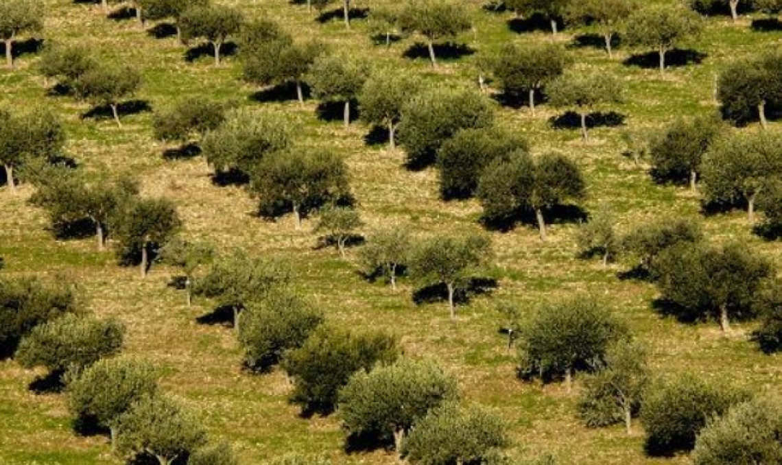 La Sicilia ha bisogno di un piano olivicolo regionale
