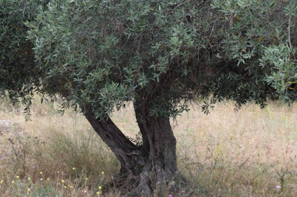 A Camerino il Giardino della Pace con ventuno varietà di olivo