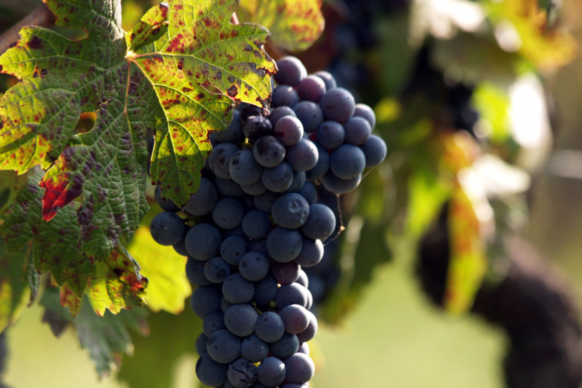 La vendemmia italiana è scarsa: verranno raggiunti i 44 milioni di ettolitri