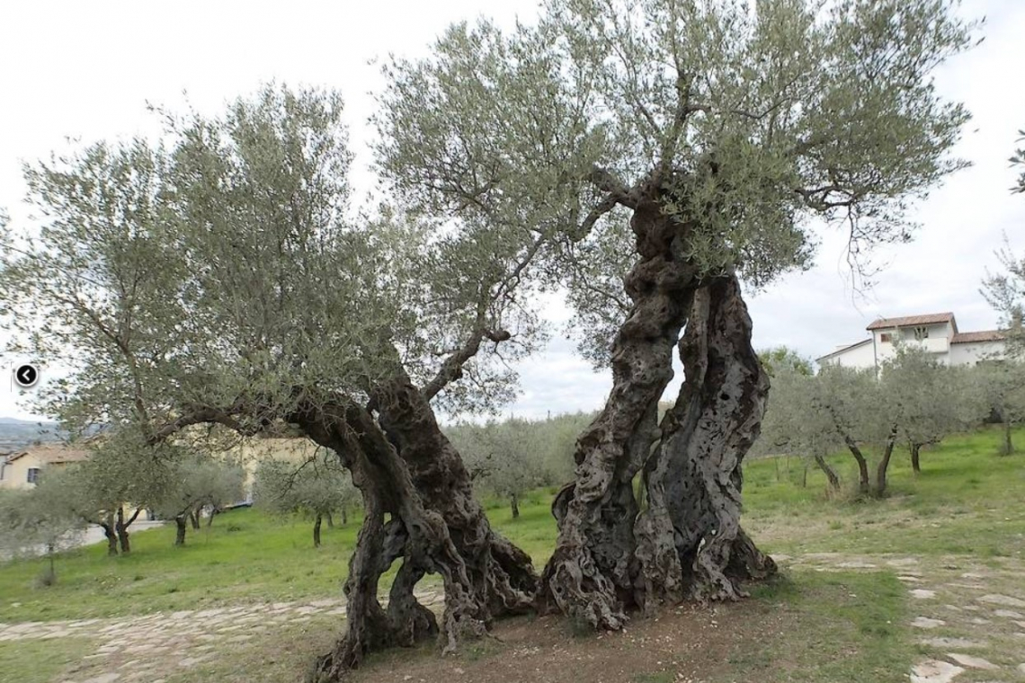Un olivo umbro tra gli alberi monumentali d'Italia