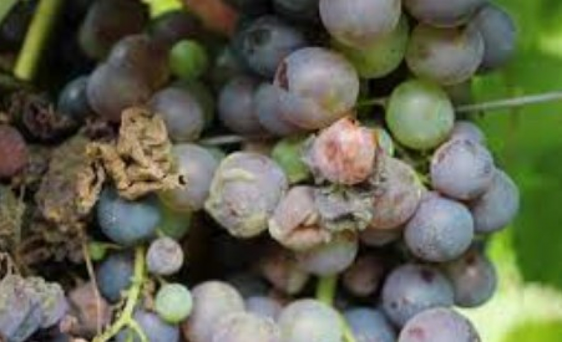 La diversa risposta di difesa dell’uva matura e appena invaiata agli attacchi di Botrytis cinerea